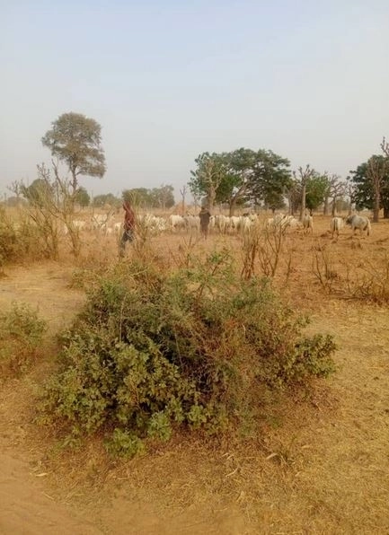 Police Arrest Kaduna Bandit Planning To Set Up Camp In Kano Forest