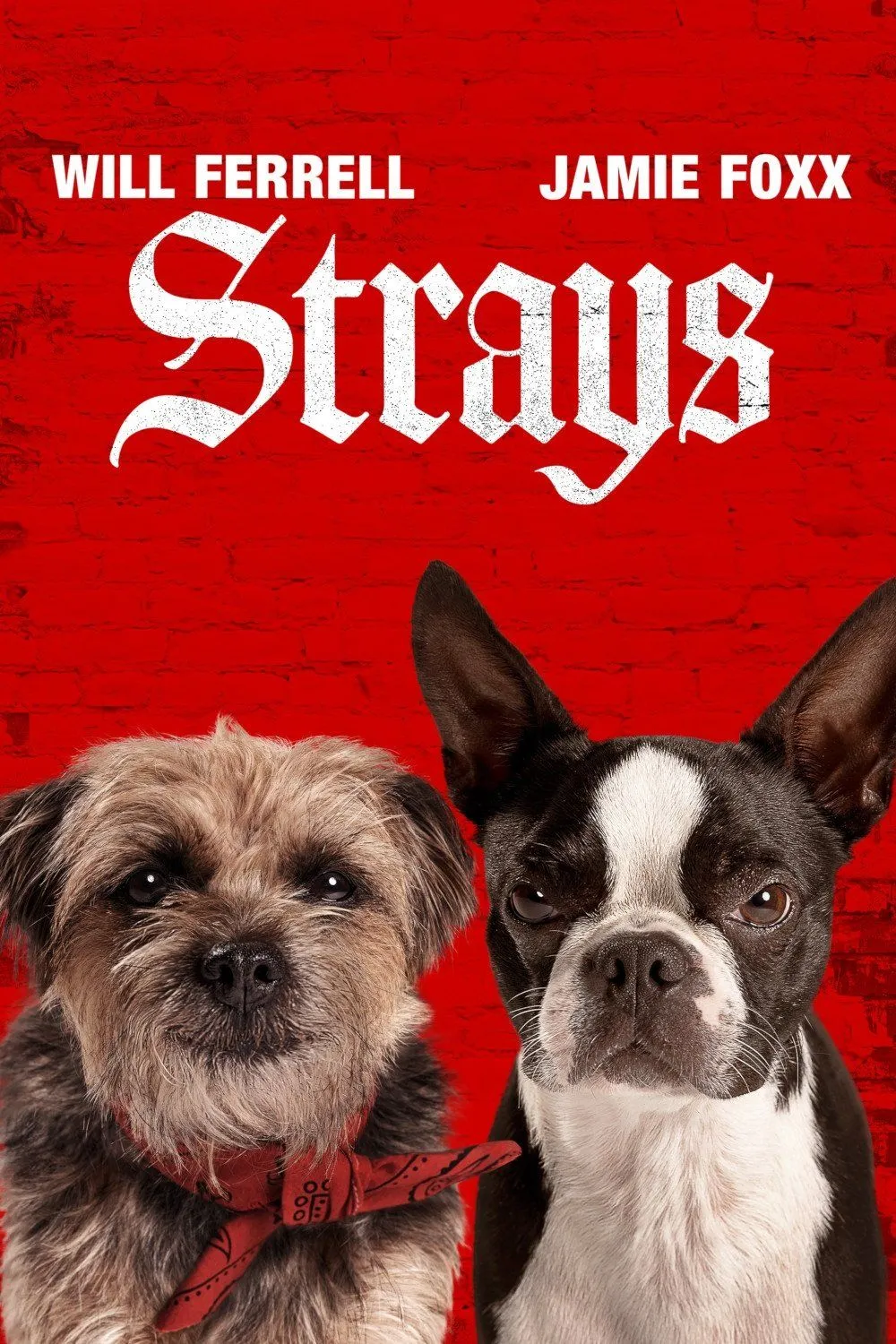 Strays (2023) Dual Audio [Hindi-English] Blu-Ray HD [Full Movie] – 480P 720P 1080P